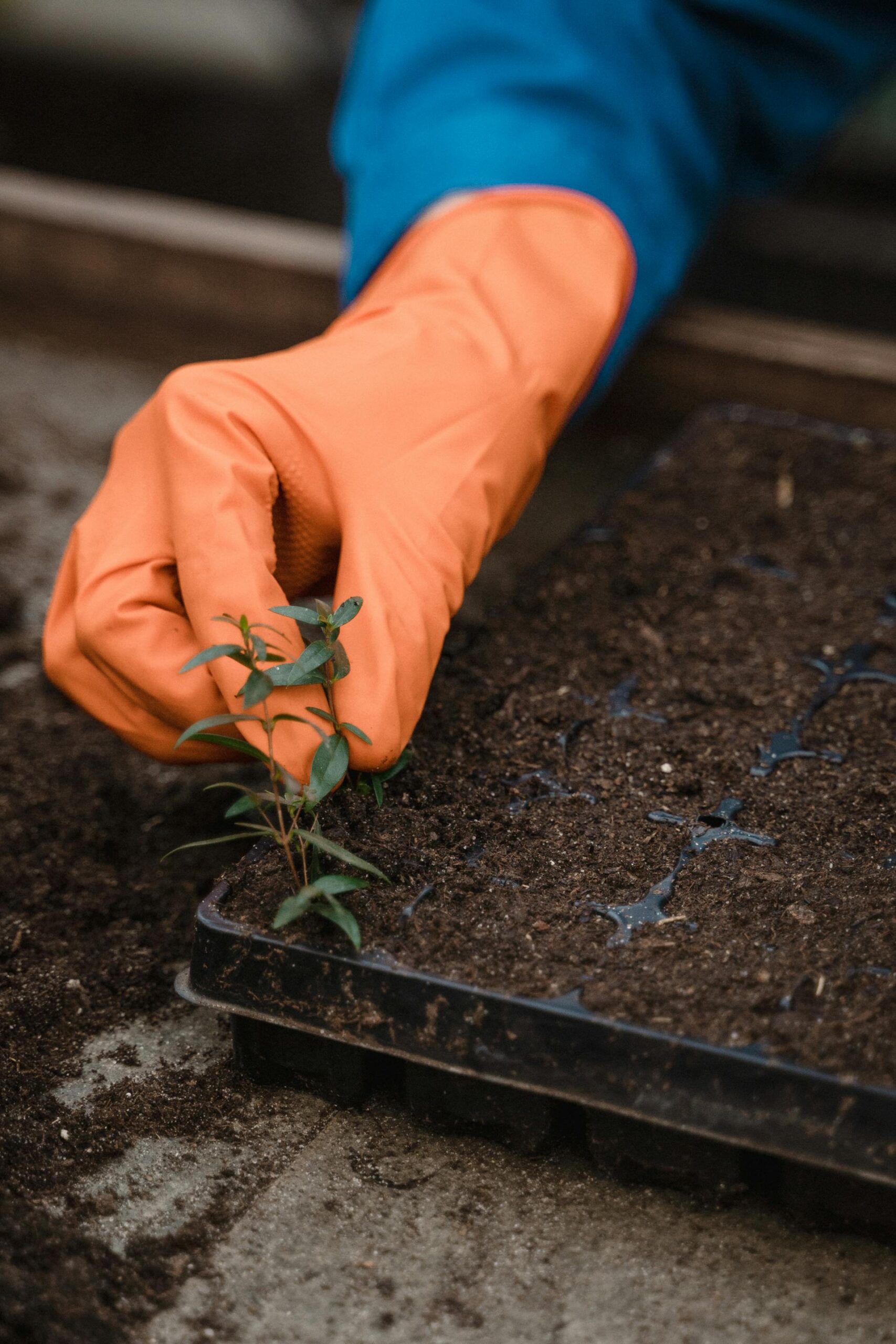 Read more about the article Growing Hope This Earth Month: Bloomberg Teams Dig In