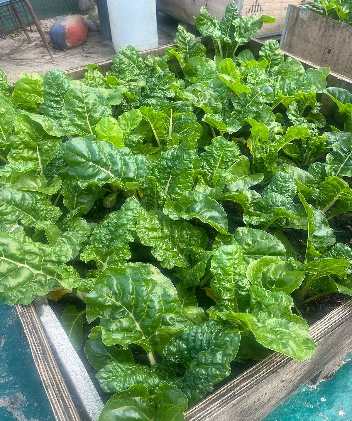 Read more about the article Food Gardens Connect: From Crates to Plates
