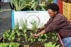 Read more about the article Food Gardens Connect Programme Expands in Cape Town